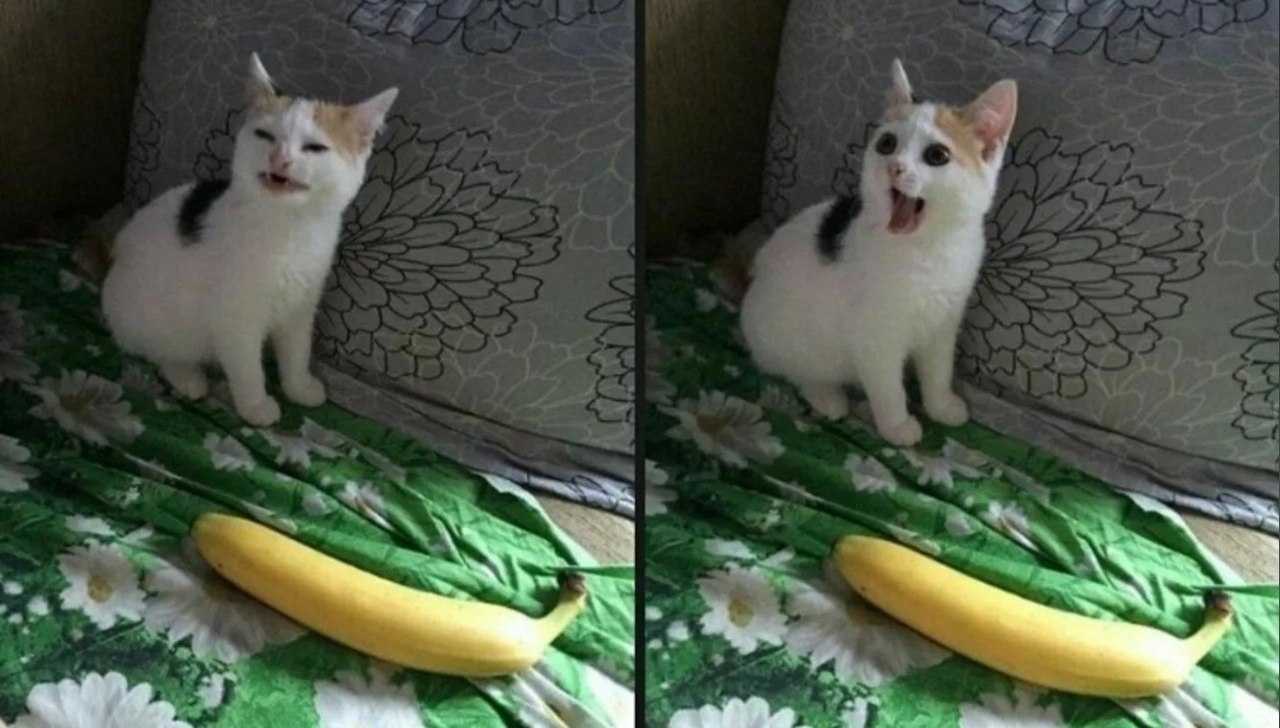Как называется мем с белым котом?