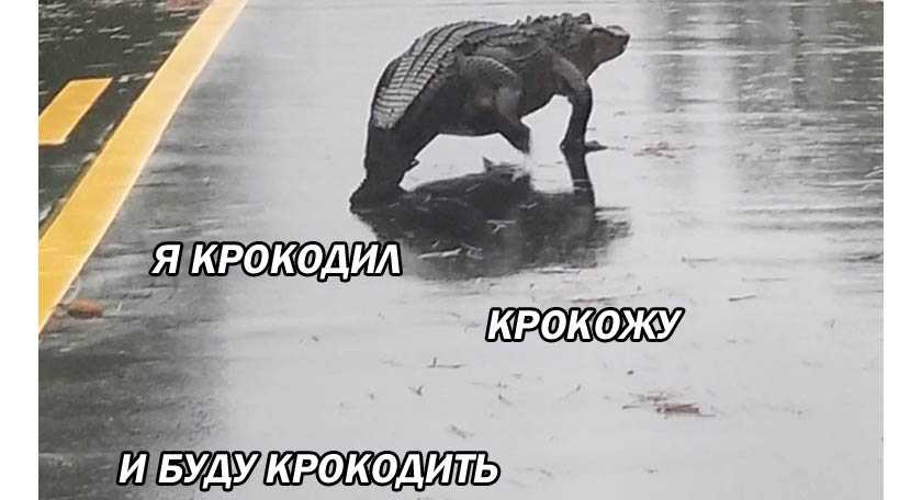 Видео, на котором аллигатор пытается съесть черепаху и терпит неудачу, стало популярным и разошлось на мемы Ролик с хищником не новый, но шуткам это не мешает