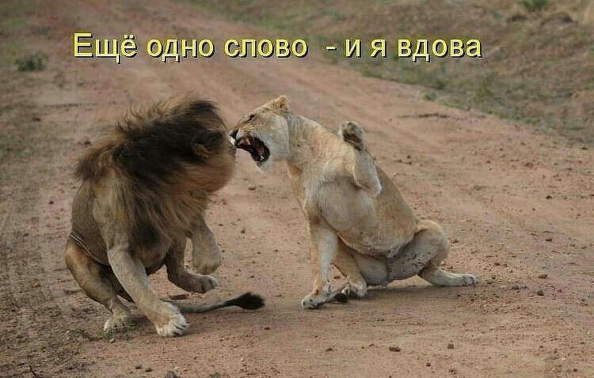 5 удивительных историй, как люди одержали победу над хищными зверями