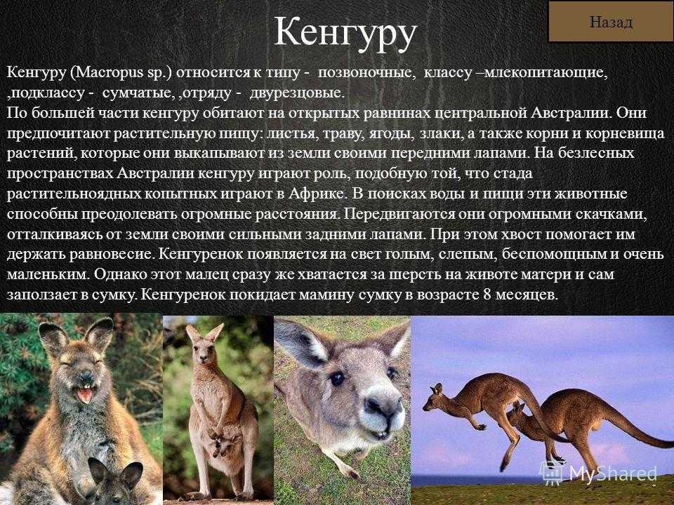 Кенгуру