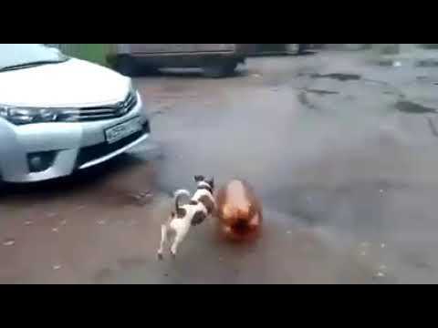 Выжила ли собака после взрыва пивной кеги