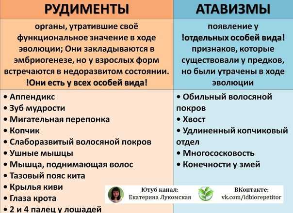 Атавизмы и рудименты