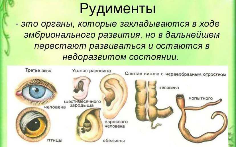 Рудименты и атавизмы