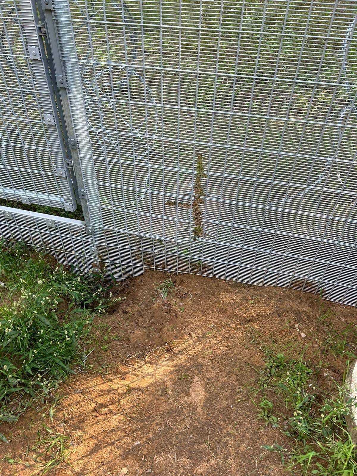 Кот носок - что за мем с котом, которого везде находят в тик токе