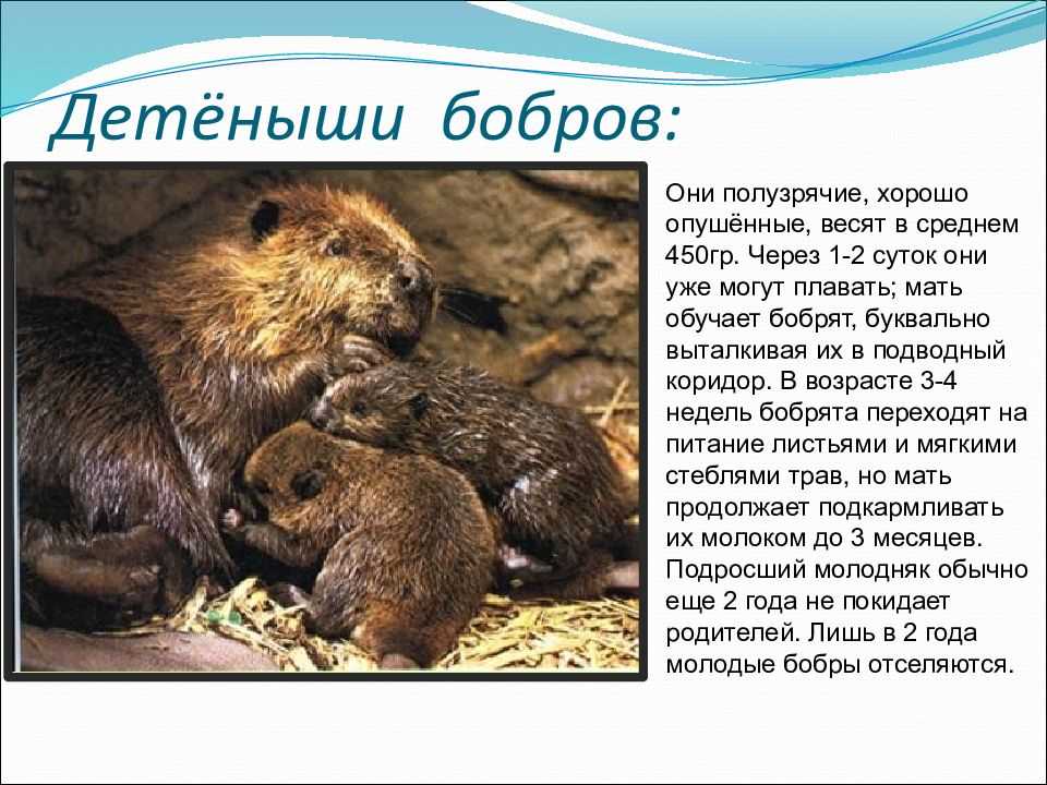 Он так любит брёвна, что при их виде глаза его вспыхивают красным И кажется, у этого мема есть все шансы затмить моль, страстно желающую приблизиться к свету