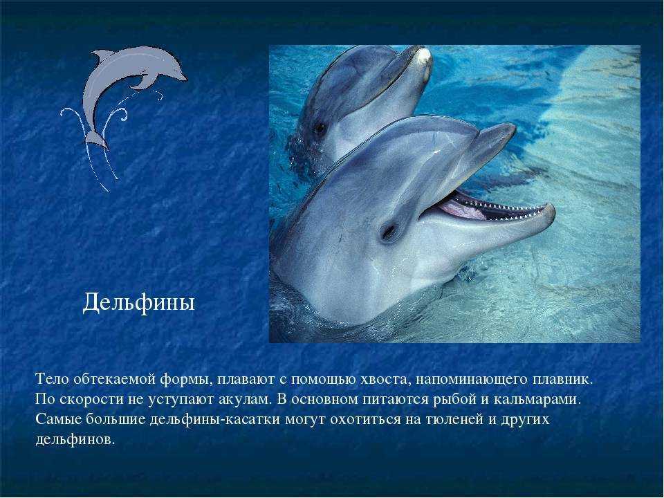 Японцев терроризируют злые дельфины: афалины кусают отдыхающих и пытаются их утопить. что провоцирует агрессию животных