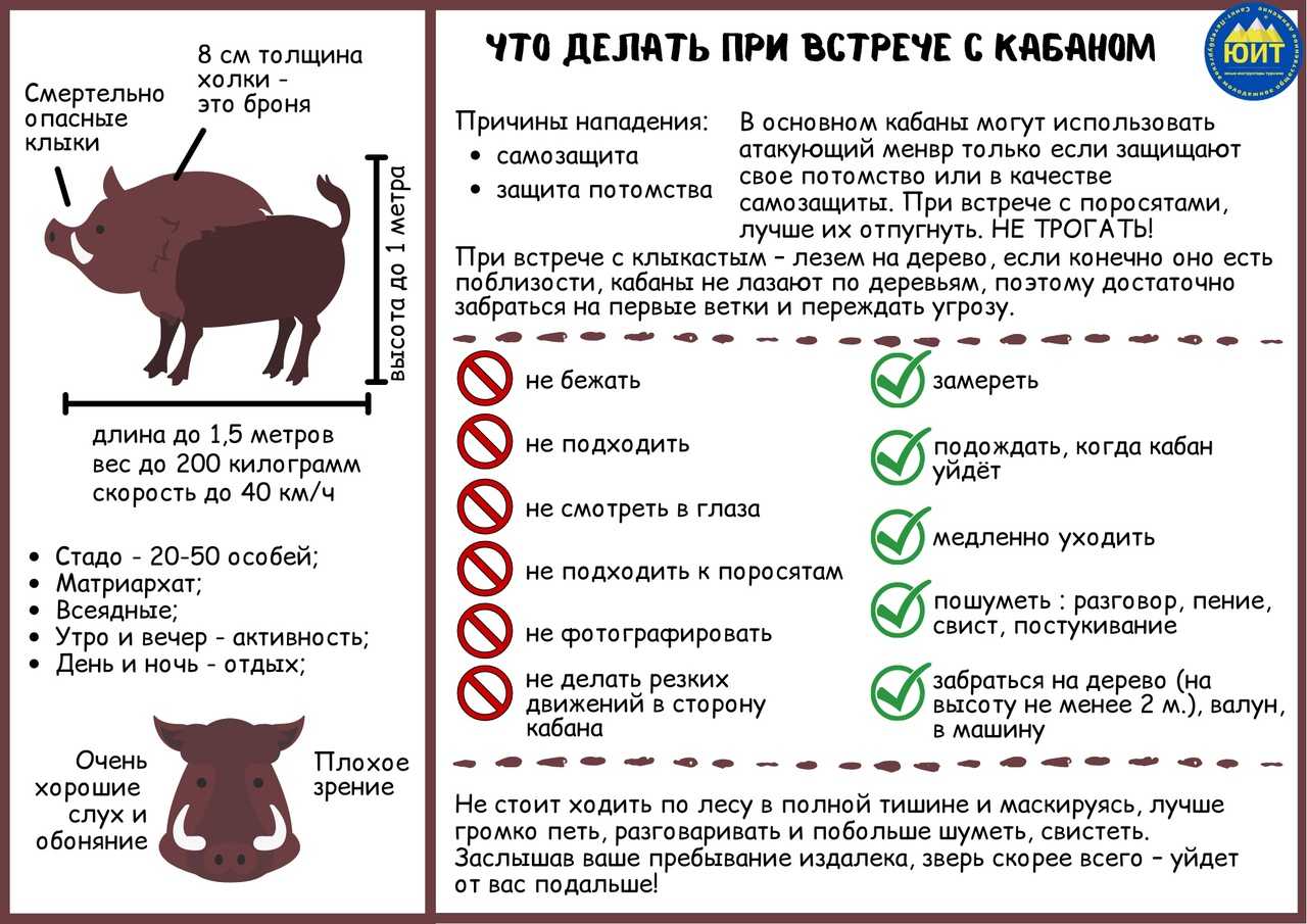 Что делал дикой. Что делать при встрече с кабаном. Памятка при встрече с кабаном. Безопасное поведение при встрече с диким кабаном. Правила при встрече с Каба.