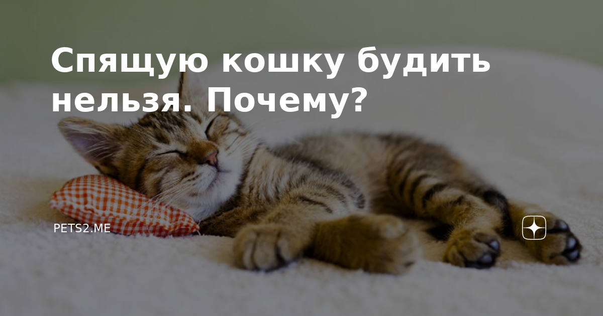 Собака спит с хозяином в одной постели: что это значит