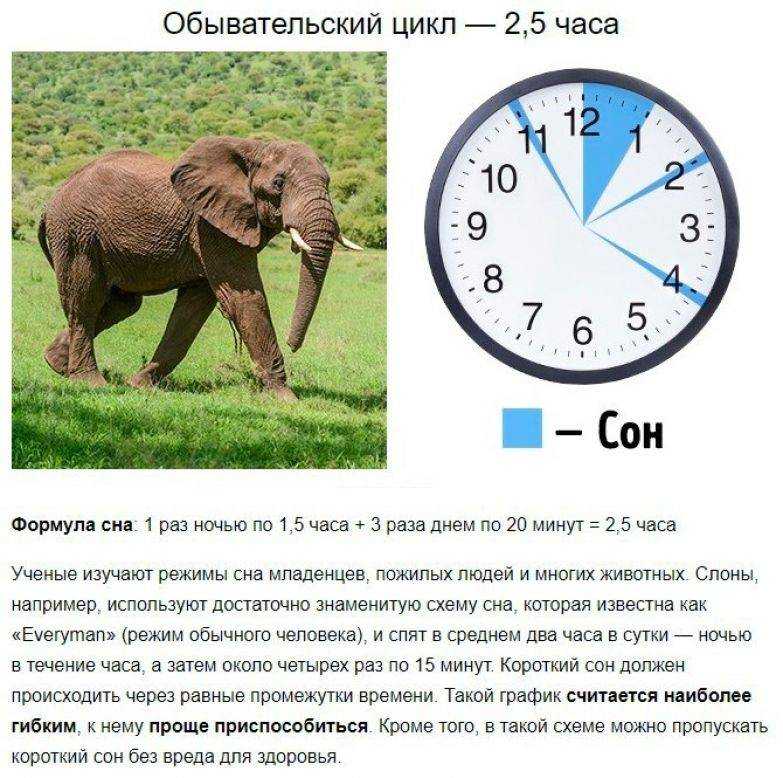 Как выспаться за 5 часов: 10 проверенных способов пятичасового сна