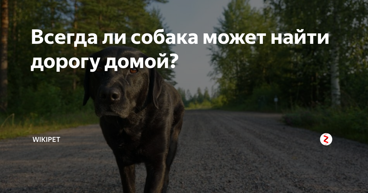 Как хозяин нашёл свою собаку через три года поисков