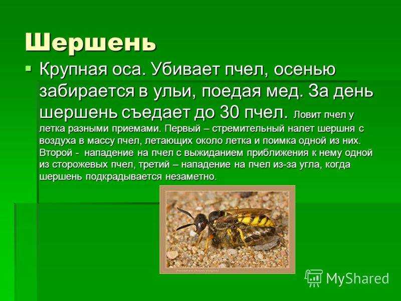 Вопрос: правда ли, что за убийство осы в германии грозит крупный штраф?