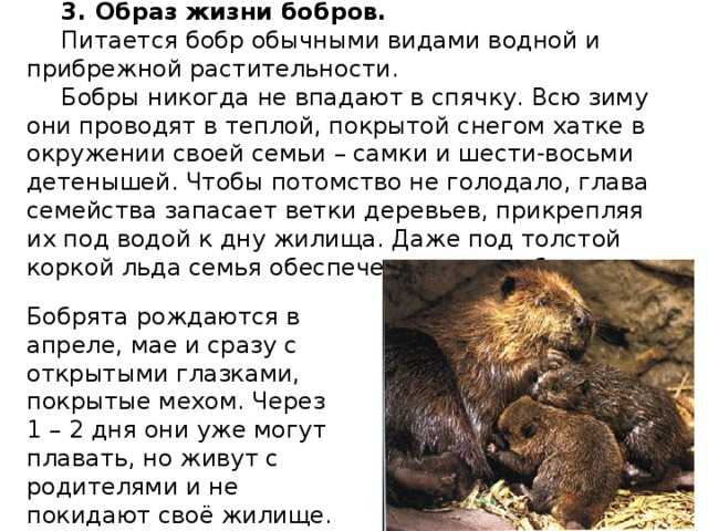 Появились бобры. к чему бы это?