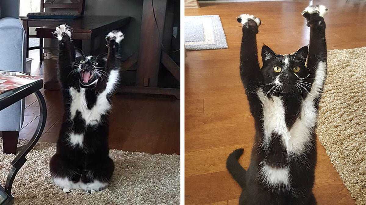 Мем с котом про сон