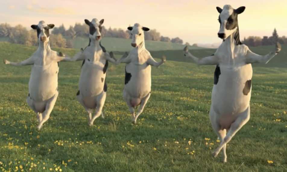 Музыка польской коровы. Танцующая корова. Корова танцует. Корова пляшет. Танец коровы.