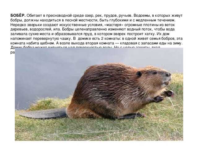 Капибара: откуда мем и что означает