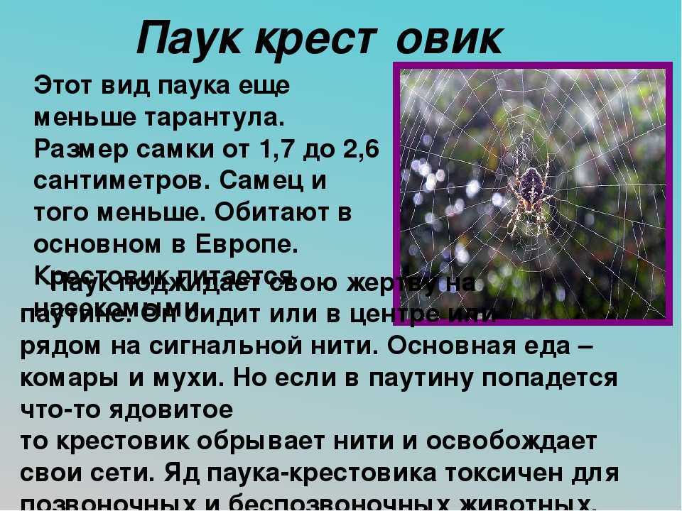 Можно ли вывести клопов пароочистителем