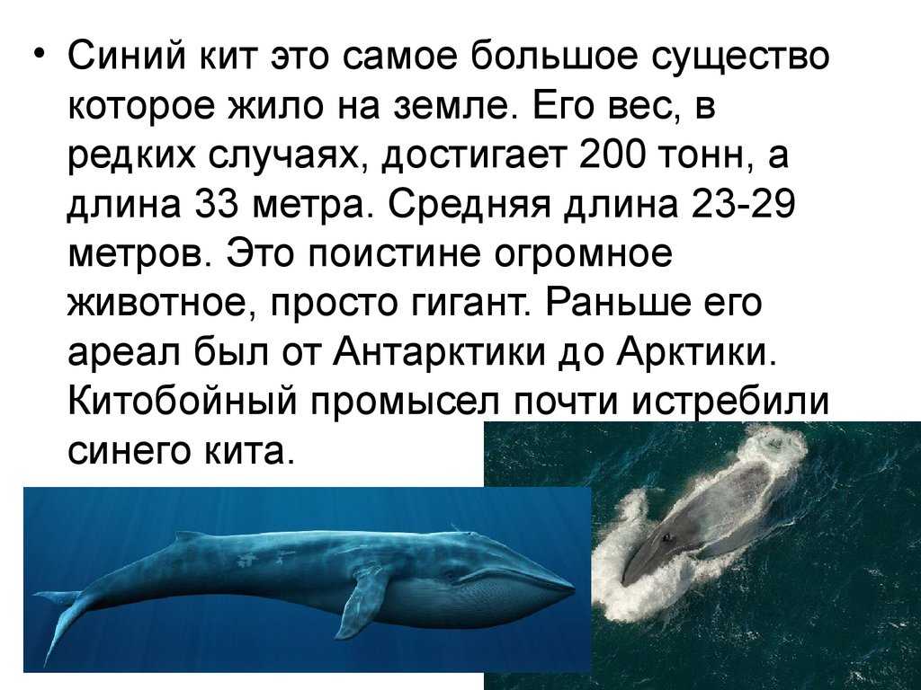 Самый настоящий горбатый кит поселился в Финском заливе, где эти животные никогда раньше не встречались Видимо, он не может найти выход в Балтийское море
