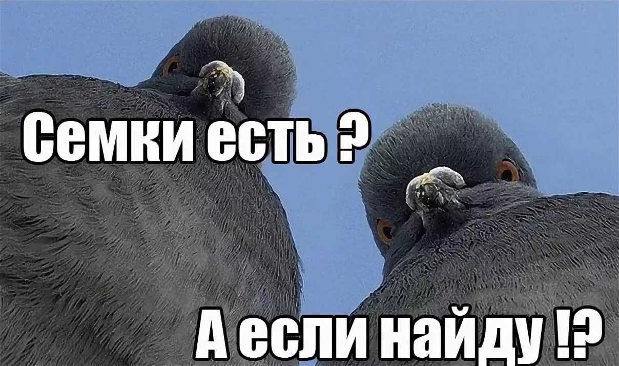 В новой зеландии пьяный голубь стал птицей года