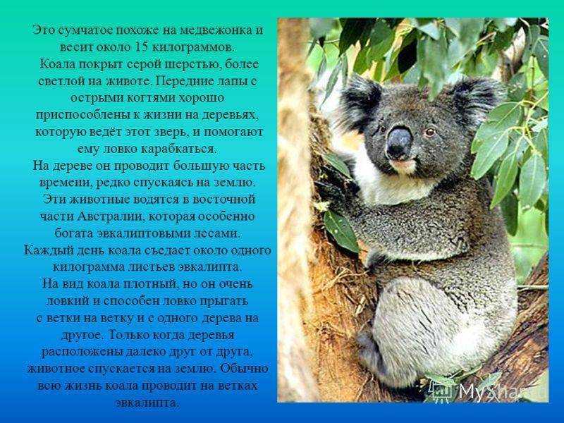 Что будет за кражу в магазине если не поймали