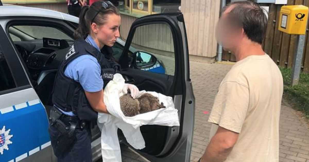 Спасение пьяных ежиков в германии