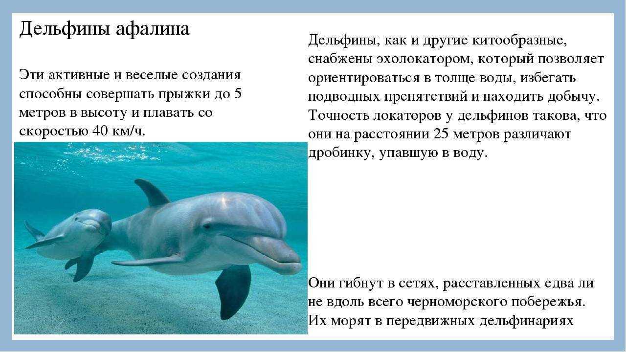 Почему дельфинов, которые выбрасываются на берег, спасать и даже трогать запрещено
