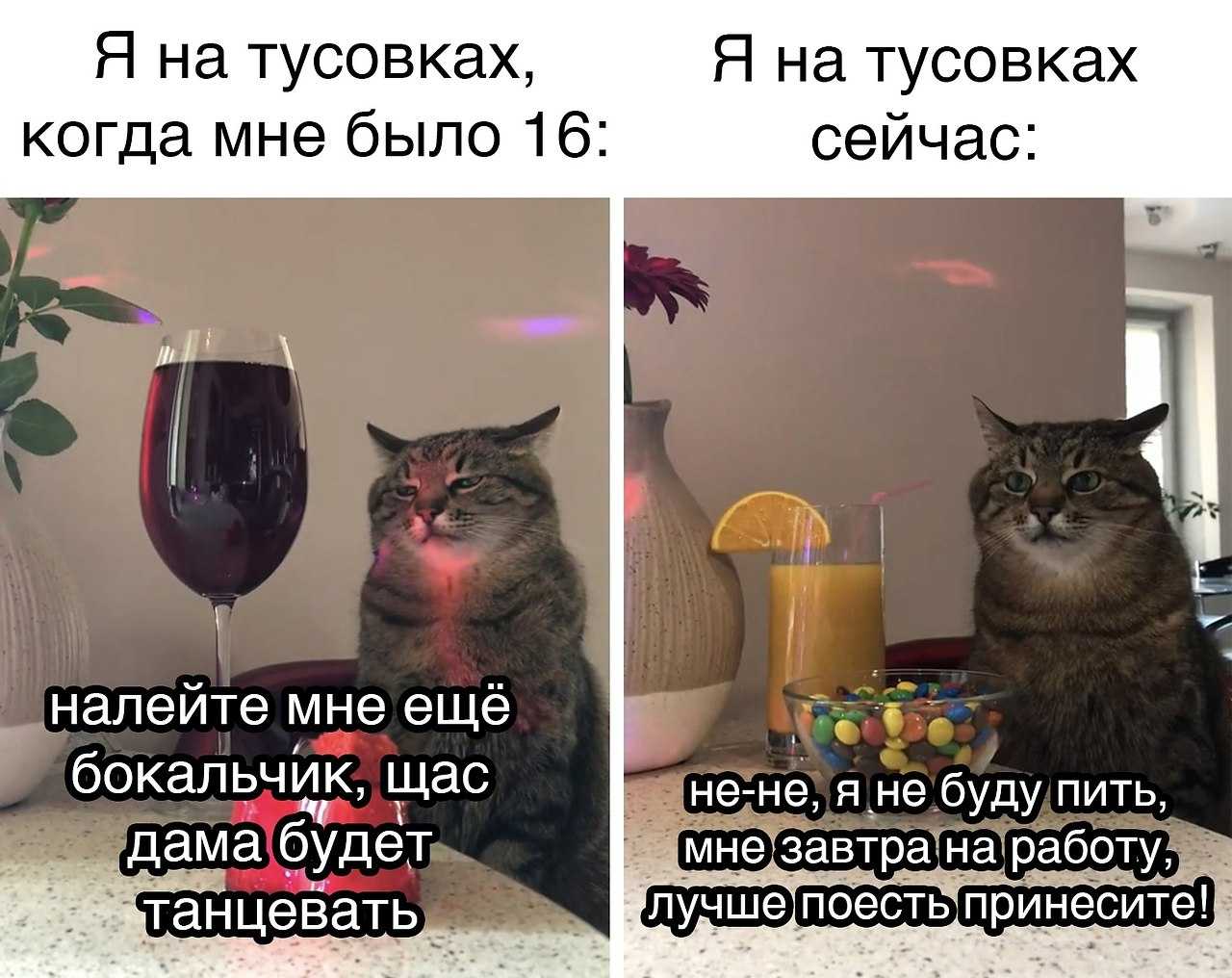 Мемы о коте степане из харькова, которого присвоили россияне