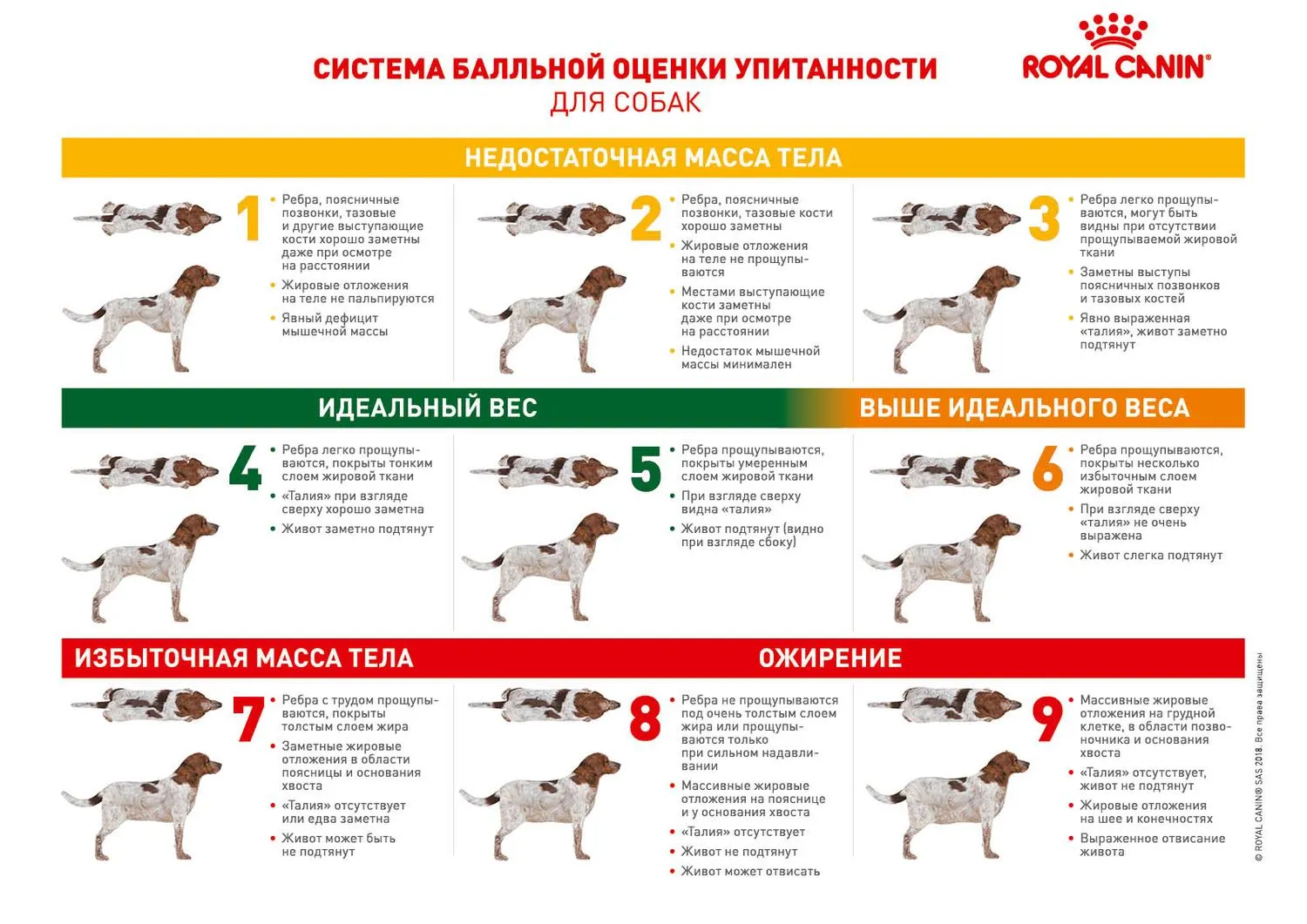 Система балльной оценки упитанности для собак