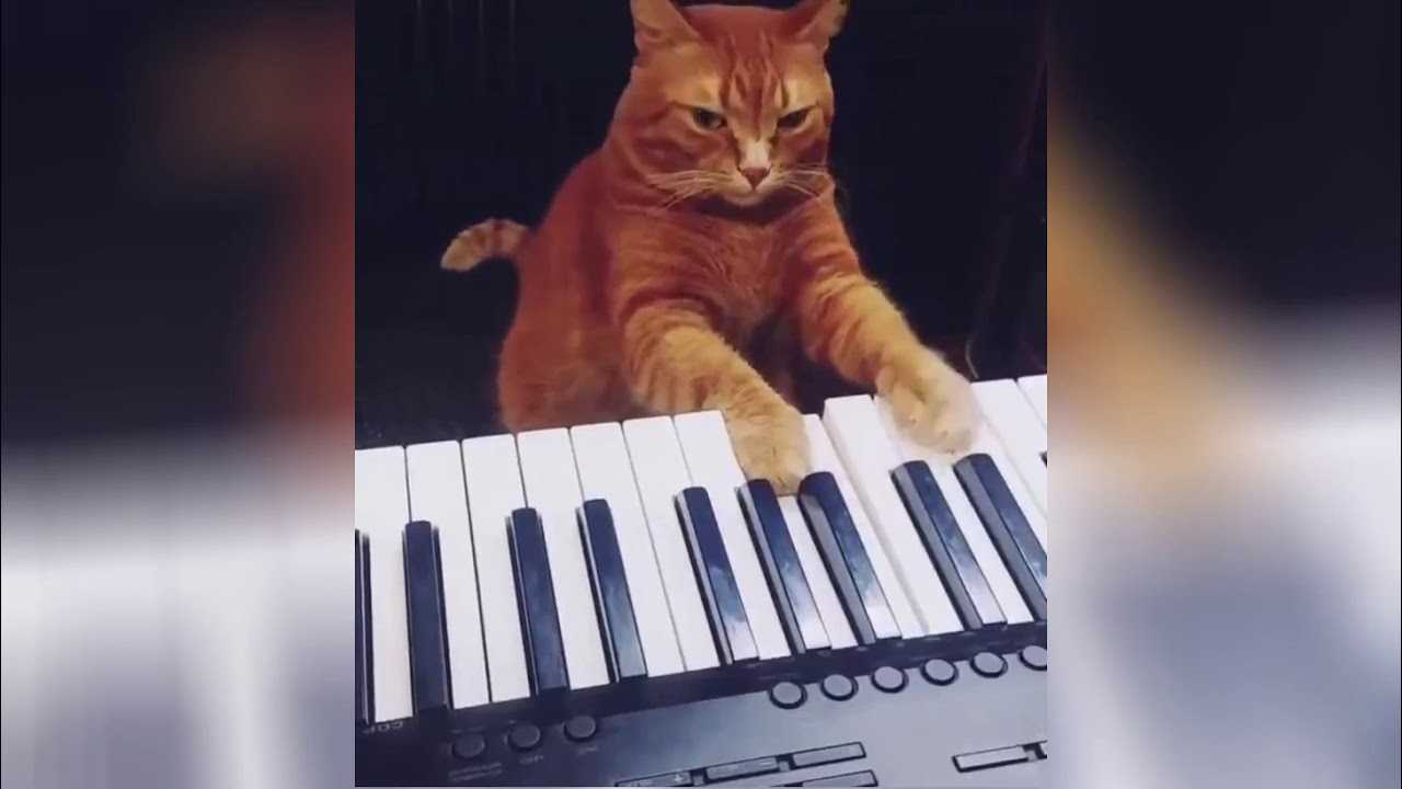 Keyboard cat