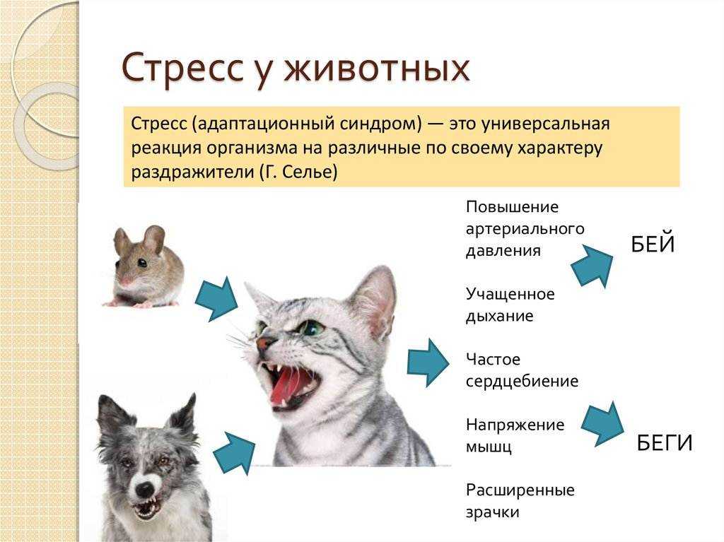 Кот плачет на видео и просит еды у тиктокерши, но комментаторы недовольны По их мнению, не стоит умиляться, ведь слёзы у кошек — это признак болезни