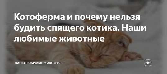 Мемы из «образцового самца»: откуда пошли и почему стоит увидеть бена стиллера в роли zoolander