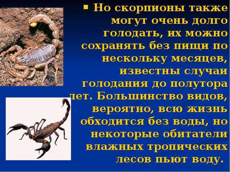 Что думают другие представители зодиакальной системы о скорпионе