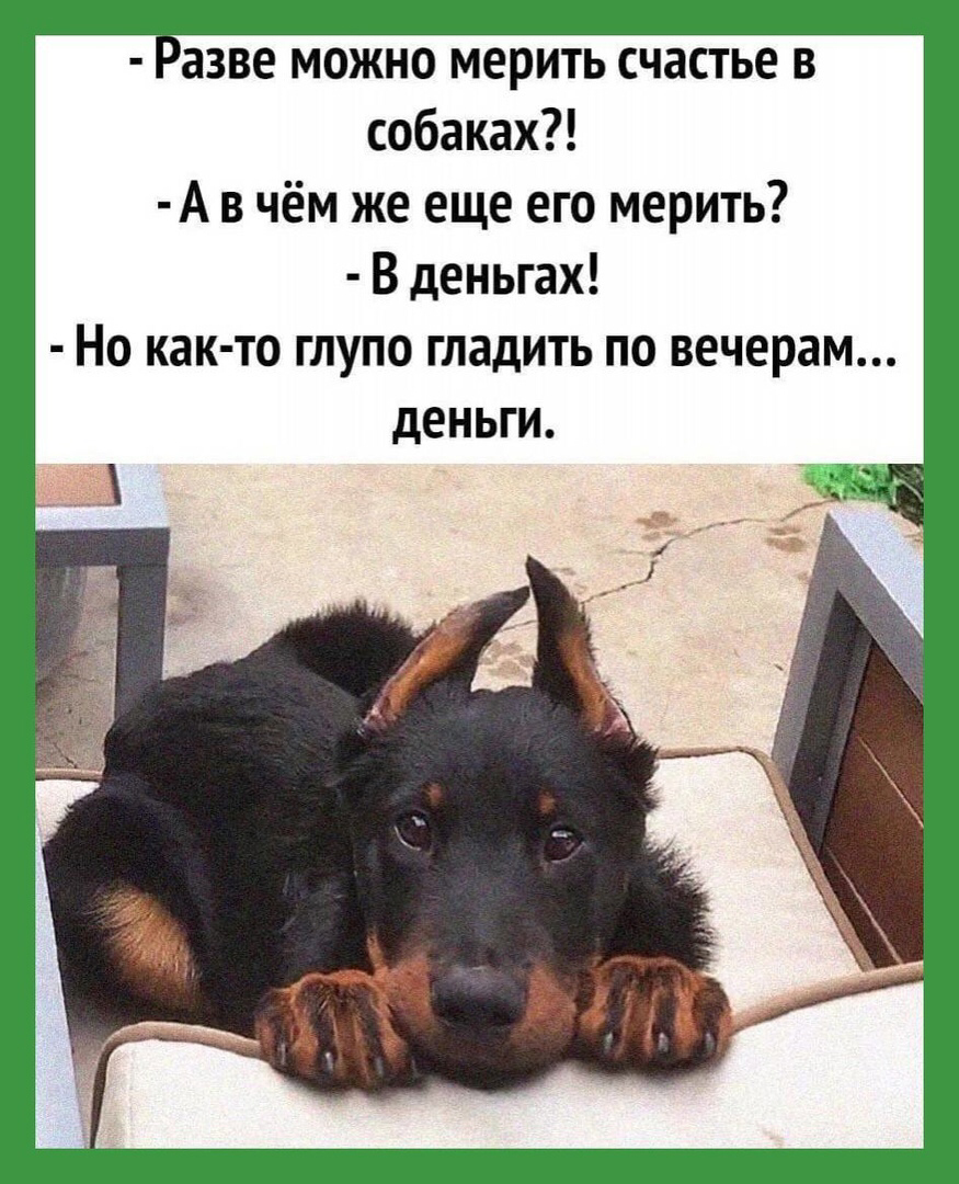 Натуралка для собак: 20 рецептов на каждый день
