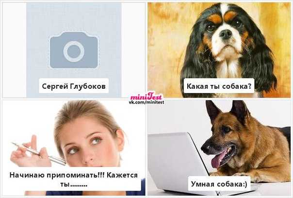Как понять, что собака умирает?