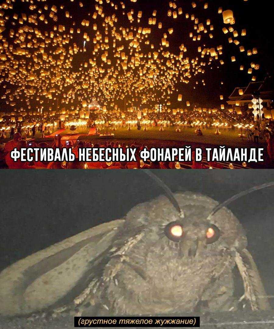 Откуда берется моль в квартире: сколько живет и как размножается