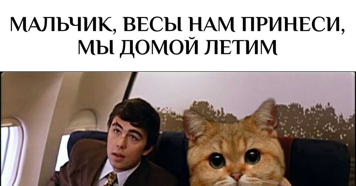 Бро не багаж: как кот, которого не пускали в самолёт, попал в мемы и чем закончилась эта история