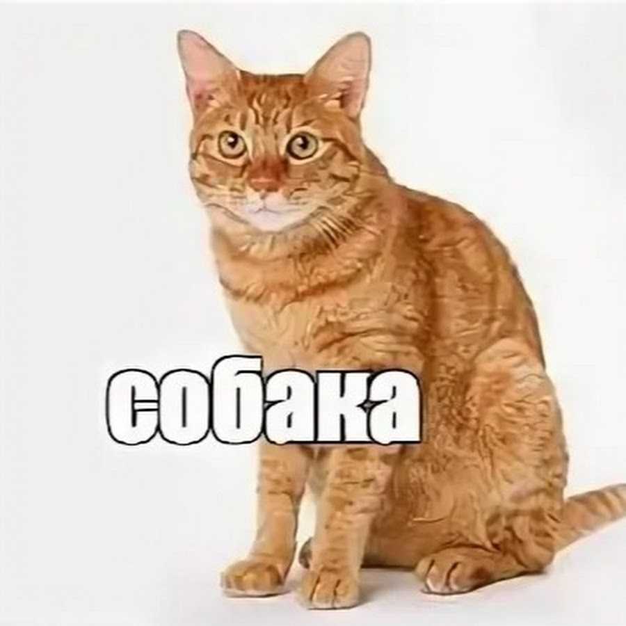 В новом российском меме белый кот и доберманы играют военкома, Алексея Навального, российское правительство и даже ЧМ-2018