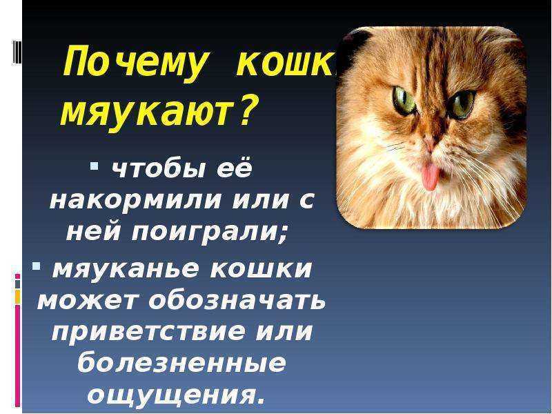Что делать, если кошка орет?