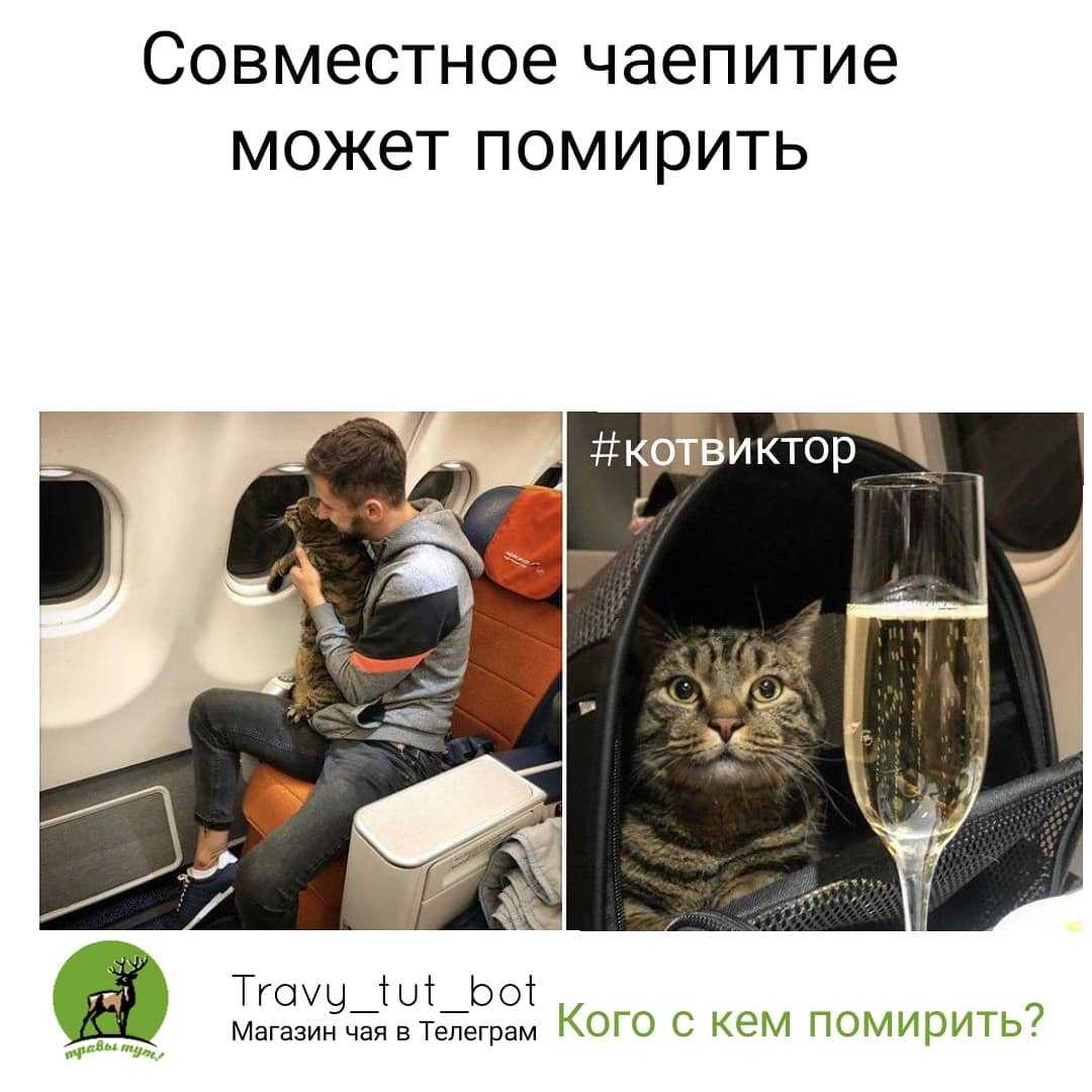 Кошки пассажира Аэрофлота Максима Чумаченко погибли после перелёта из Нью-Йорка в Москву Мужчина рассказал, что перед пересадкой на другой рейс ему отдали