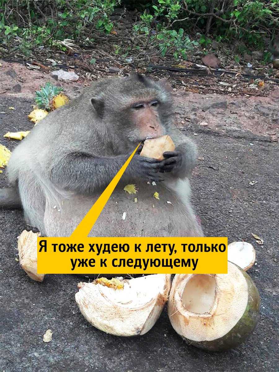 Испугались три толстяка что похудели встали