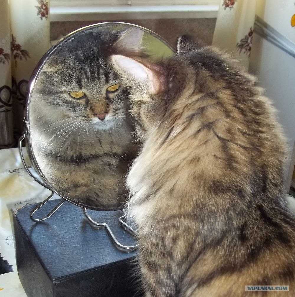 Танцующий кот у зеркала