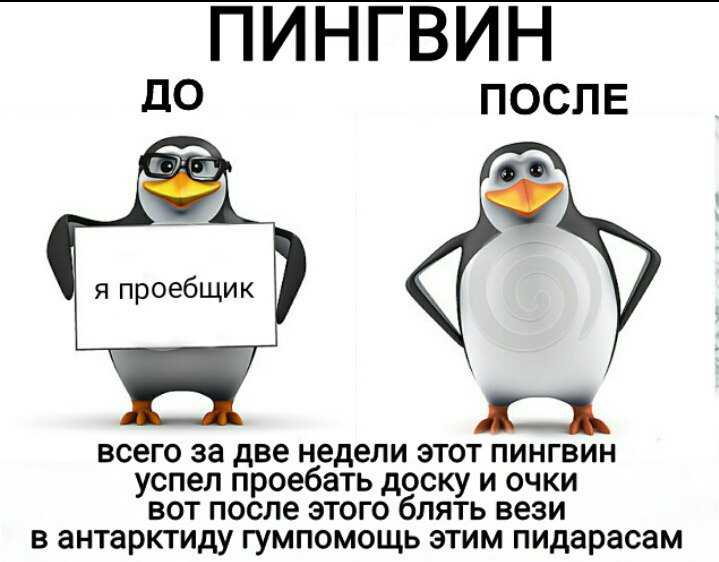 Мем про пингвина в очках был популярен в прошлом году, а потом постепенно ушёл в прошлое Теперь Толян всё время звонит куда-то по телефону и каламбурит