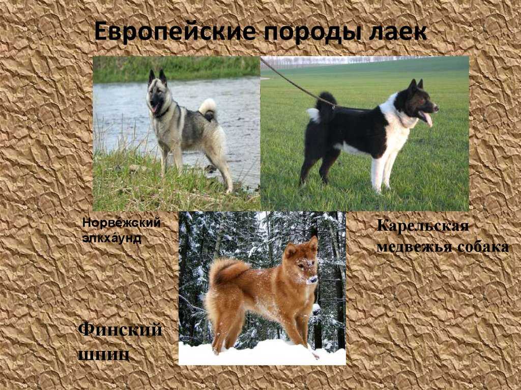 Фем-вариант с девушкой и голубями пользователи соцсетей тоже нашли в аниме Девушка стоит в лесу с птицами на голове и руках и спрашивает: Это бабочка