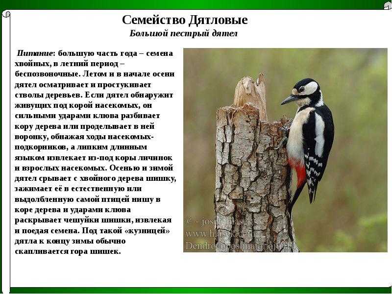 Дятел (50 фото): описание птицы, чем питается и где обитает