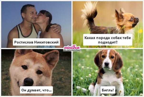 Ответственность за собаку: закон о лае, штрафы за укусы, какие породы самые проблемные