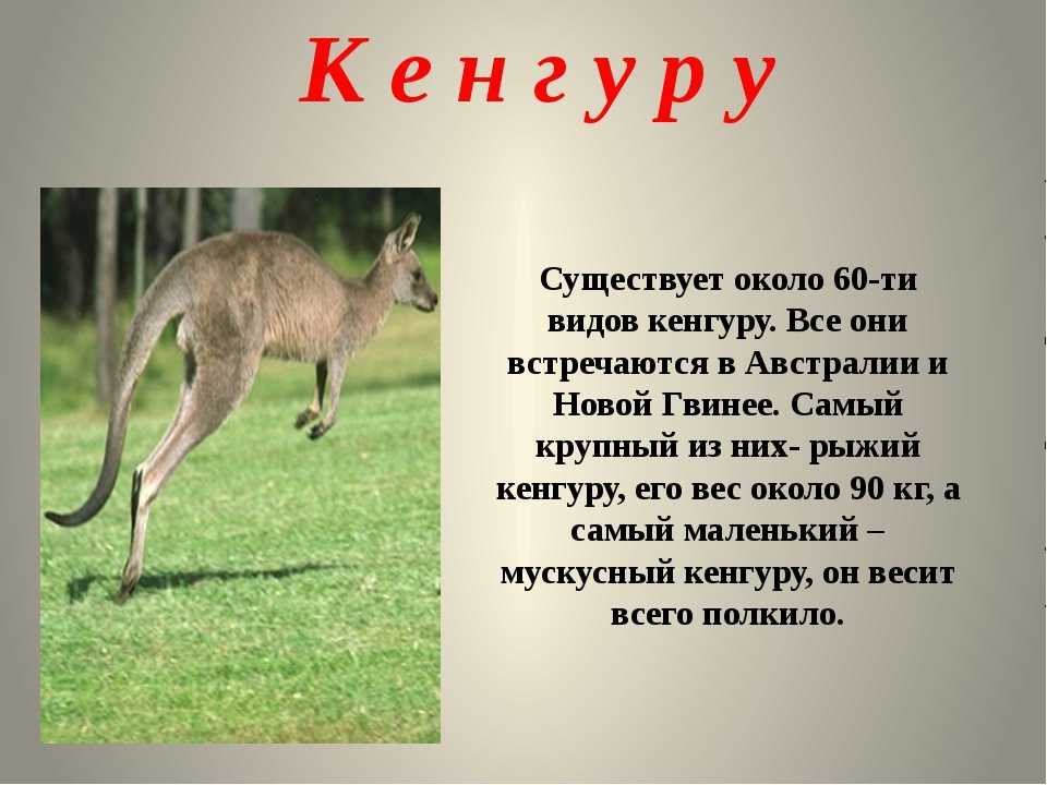 Фотография задней лапы кенгуру развирусилась в твиттере и напугала любителей животных Ведь с такими когтями сумчатые могли бы бросить вызов Росомахе