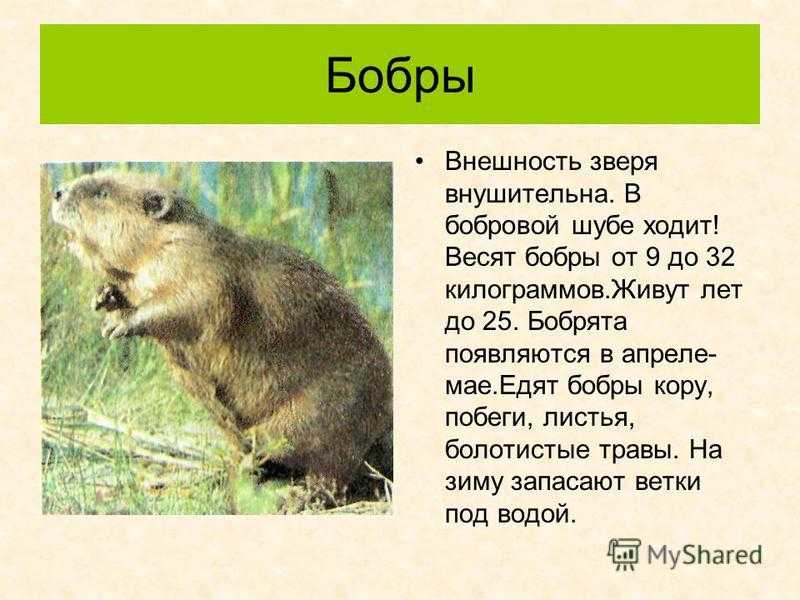 Бобер с бревном