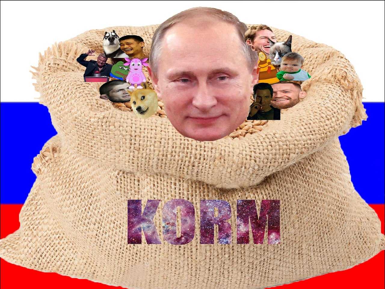 Мем с сиба-ину в наряде Adidas стал популярен на Reddit и полюбился иностранцем Им они шутят над любовью россиян к спортивным костюмам