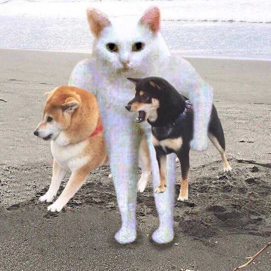 Кот с щенками мем