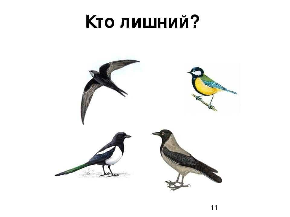 Всех птиц истребили к 2001 году: откуда взялась новая теория заговора | рбк тренды