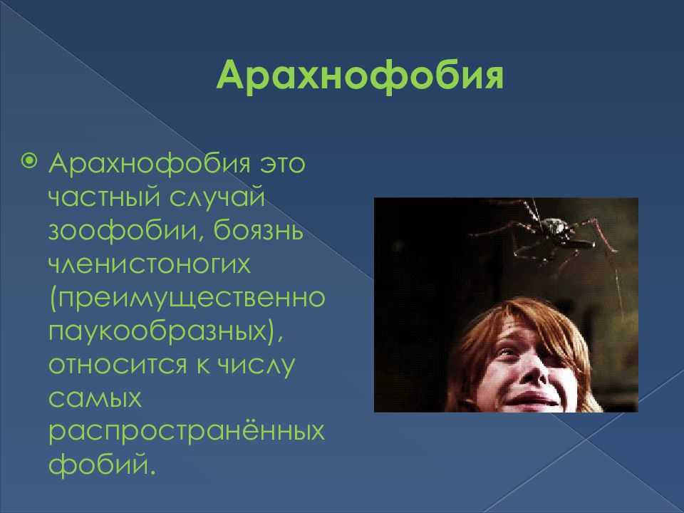 Арахнофобия: что это? (почему люди боятся пауков)